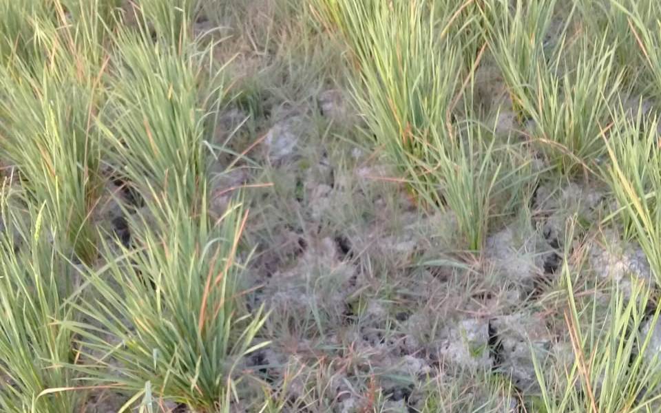 Ratusan Hektar Dilanda Kekeringan, Petani Desa Bojong Sari Gagal Panen
