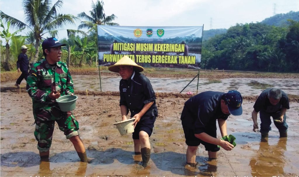 Program Tanam Padi Gowah, Strategi Pemkab Purwakarta Antisipasi Dampak Kekeringan