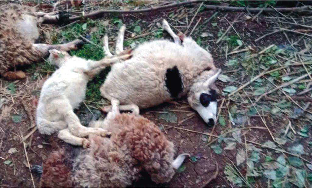 Puluhan Kambing Mati Misterius