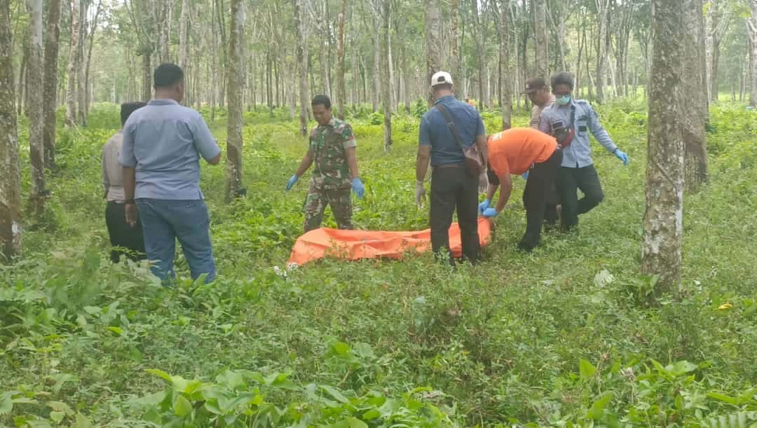 Penemuan Jasad Wanita Tanpa Identitas Membusuk di Perkebunan Karet PT Bridgestone, Nagori Dolok Kataran Simalungun