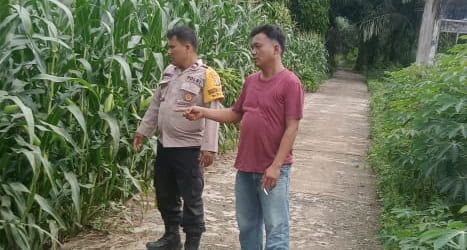 Bhabinkamtibmas Polsek Perdagangan Dukung Program Ketahanan Pangan di Ladang Jagung