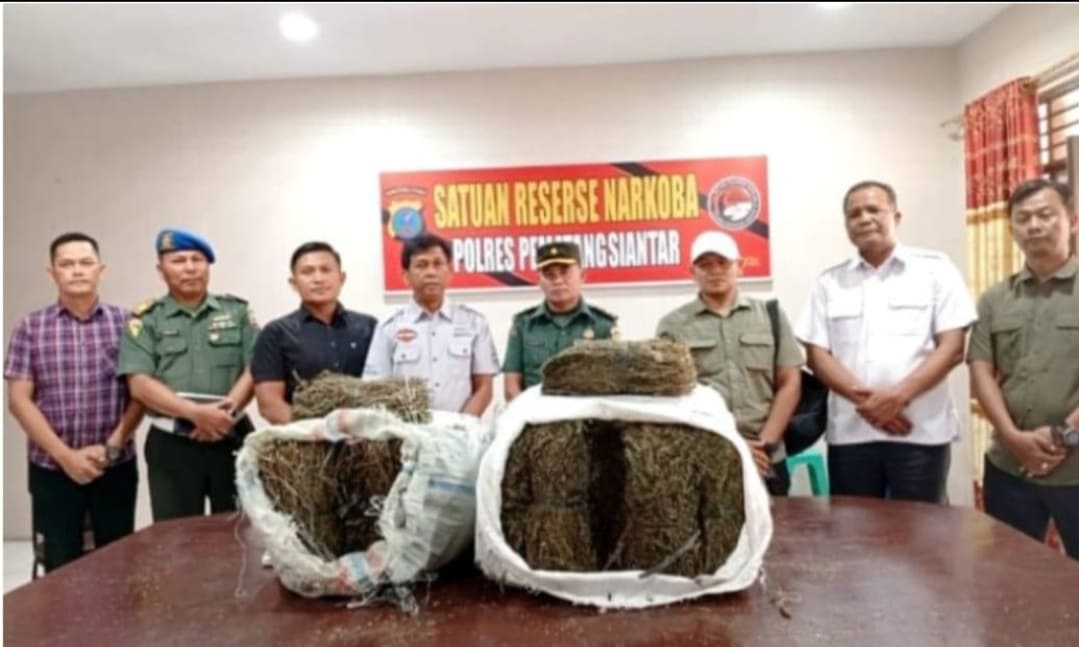 Kodim Bongkar Temuan Ganja di Pematangsiantar