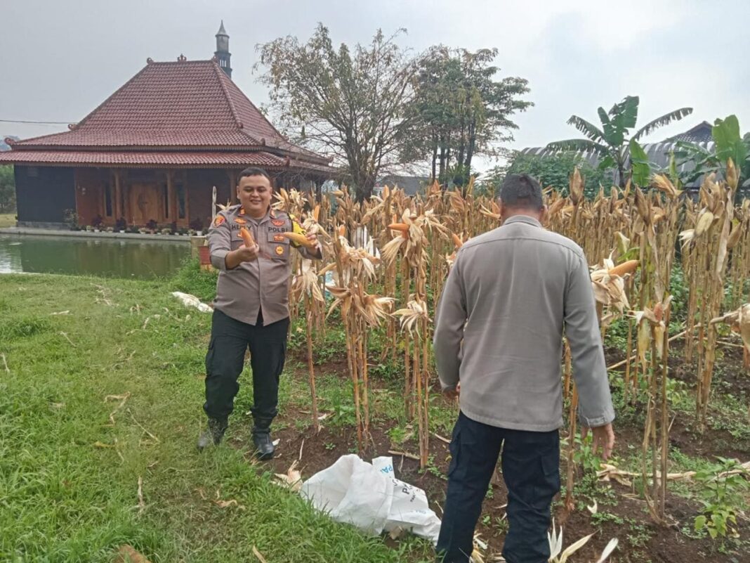 Panen Jagung, Polsek Wanayasa Dukung Ketahanan Pangan