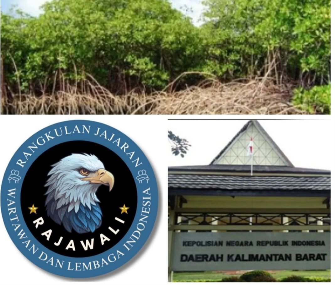 RAJAWALI Puji Langkah Polda Kalbar Bongkar Dugaan Penjualan Lahan Mangrove di Kubu Raya