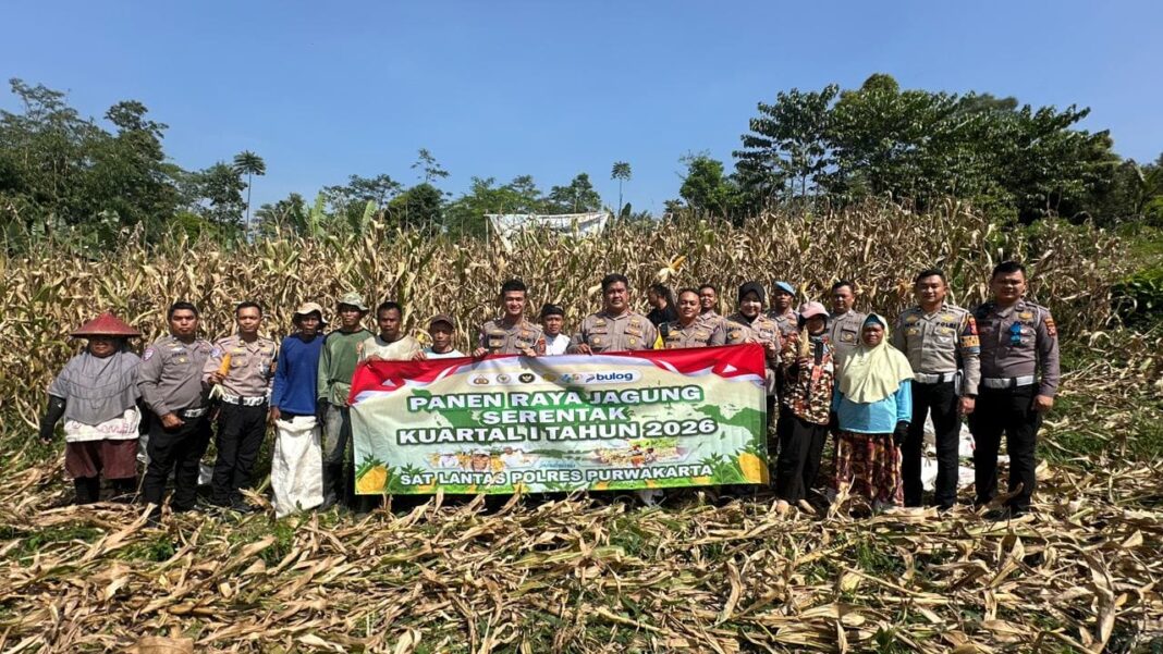 Sat Lantas Polres Purwakarta Panen 8 Ton Jagung, Dukung Swasembada Pangan 2026