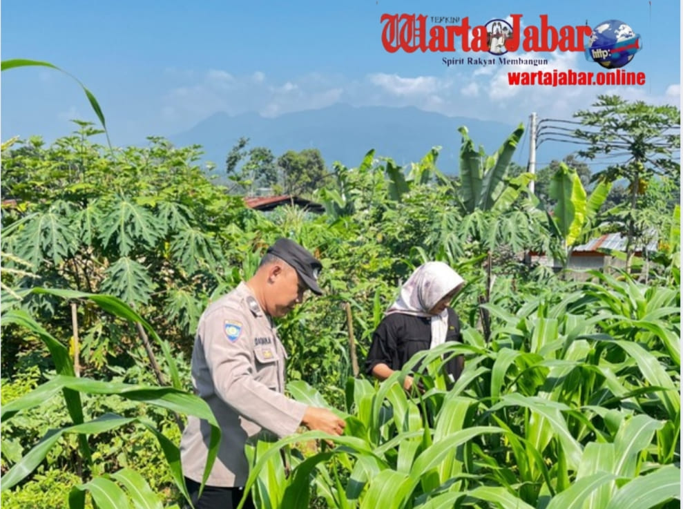 Bhabinkamtibmas Polsek Bungursari Dampingi Petani Jagung Hibrida, Dukung Ketahanan Pangan Nasional dari Desa
