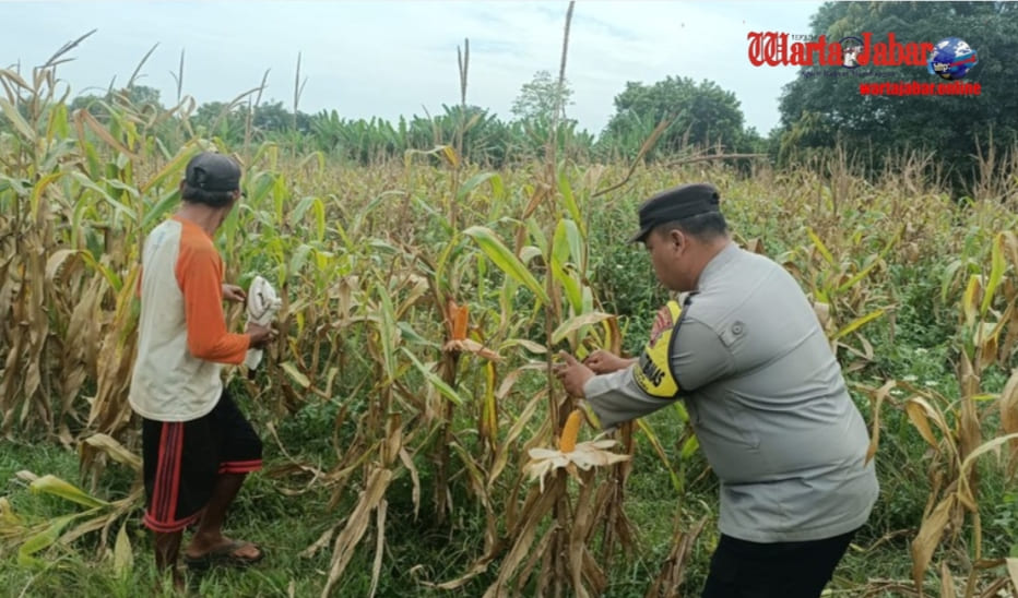 Bhabinkamtibmas Polsek Bungursari Pantau Panen Jagung Hibrida di Cikopo, Dukung Ketahanan Pangan Nasional