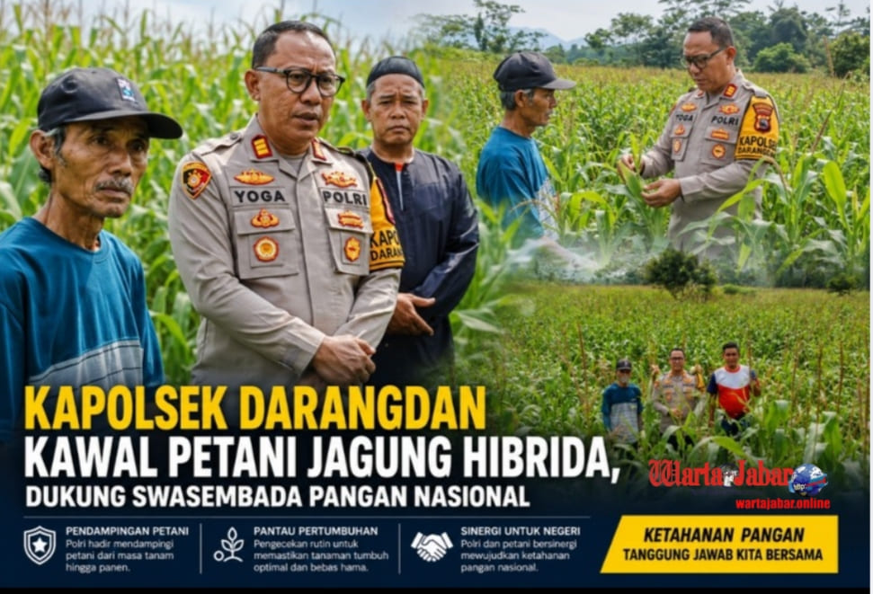 Kapolsek Darangdan Kawal Petani Jagung Hibrida, Dukung Swasembada Pangan Nasional