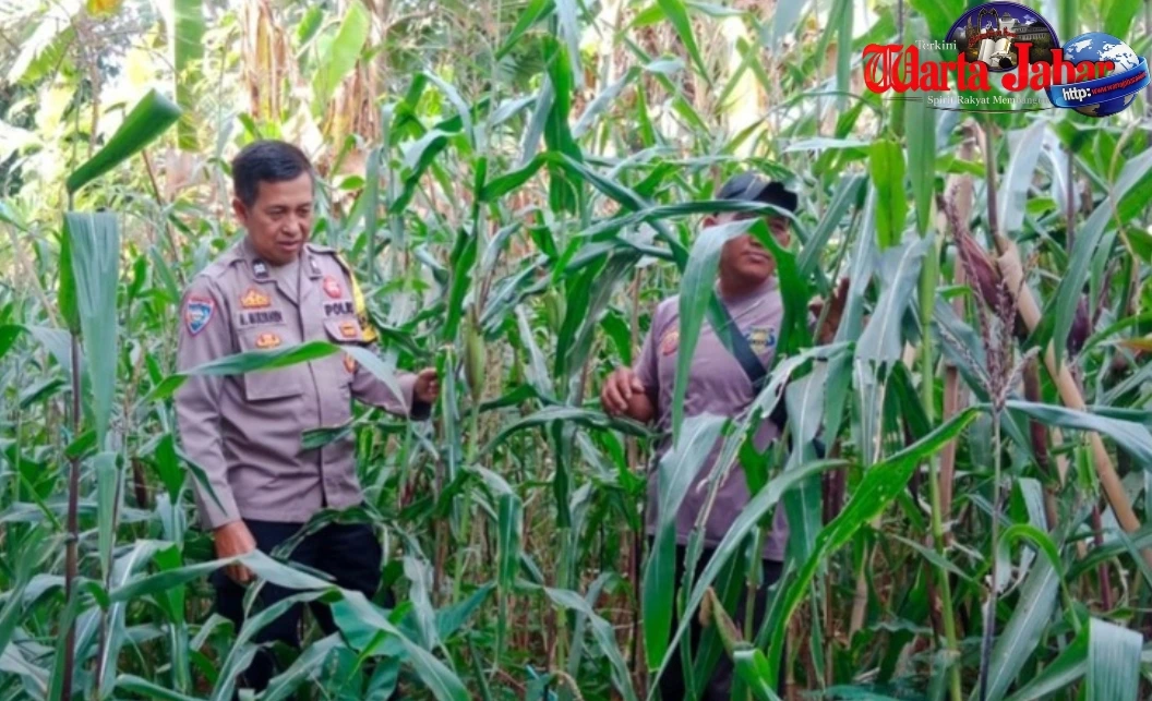 Bhabinkamtibmas Polsek Campaka Dampingi Petani Jagung, Perkuat Ketahanan Pangan Nasional